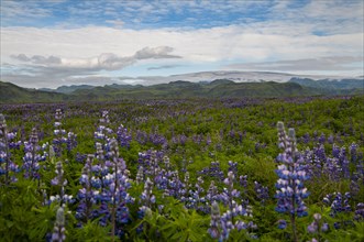 Fields with flowering nootka lupins