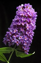 Flower of a butterfly-bush