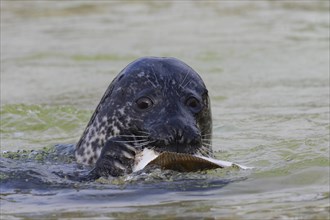 Close up of common seal