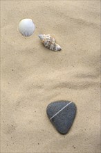 Shells and stones in the sand