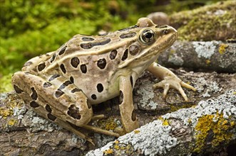 The northern leopard frog