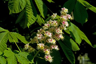Flowers of the horse-chestnut