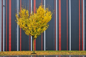 Heart-shaped maple tree in autumn in front of a warehouse