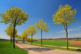 Maple avenue in spring