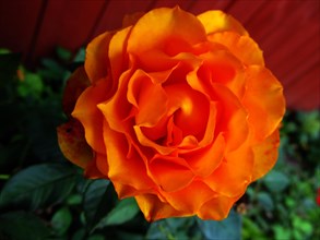 Orange shrub rose