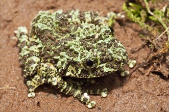 The Mossy Frog