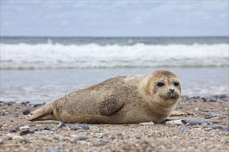 Common seal