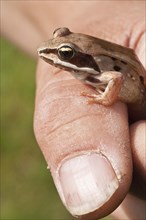 The wood frog