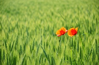 Corn poppy blossoms in a barley field