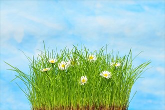 Grass with daisies