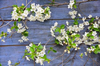 Blossoming cherry in front of the wall of a garden shed