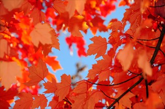 Autumn leaves of a maple