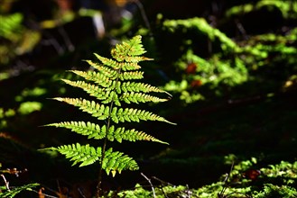 Autumn mood in the forest with ferns against the light