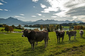 Cows on a pasture above the Forggensee