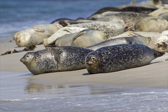 Common seals