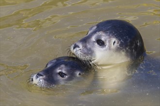 Close up of two common seal