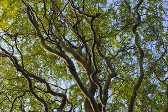 (Salix babylonica) pekinensis Tortuosa