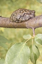 Copes grey tree frog