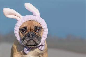 Funny looking French Bulldog female dog dressed up with easter bunny costume headband and bowtie