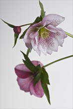 (Helleborus) hybridus Harvington Double Pink