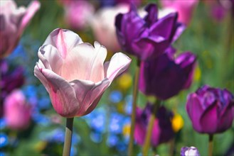 Beautiful light pink tulip in front of blurry tulip field background