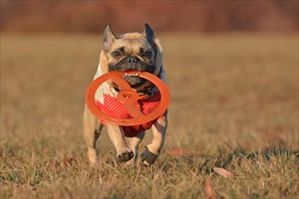 Cute French Bulldog dog dressed in winter clothing running towards camera while holding a flying disc toy in snout