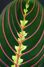 Exotic Maranta Leuconeura Fascinator plantleaf