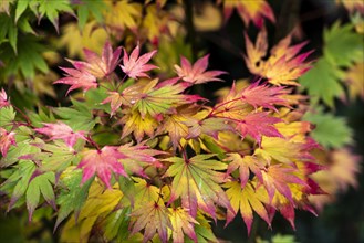 (Acer) Shirasawanum, japonicum. Colourful autumn leaves. Fall color