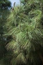 (Pinus) canarieensis