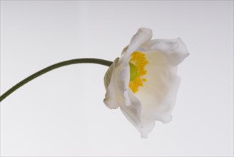 (Anemone japonica) Alba