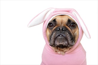 Portrait cute French Bulldog dog girl in a pink easter bunny costume on white background