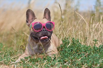 Funny cute and happy French Bulldog dog wearing pink sunglasses in summer while lying on ground in front of grain field