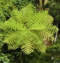 Tree fern from above