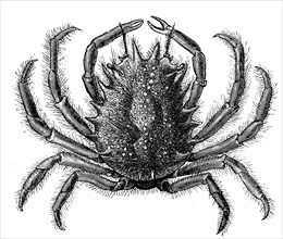 European spider crab