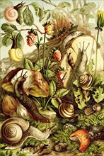 Various Land Snails