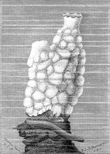 Phallusia mamillaris