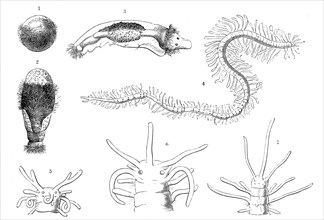 Evolution of the bristle worms