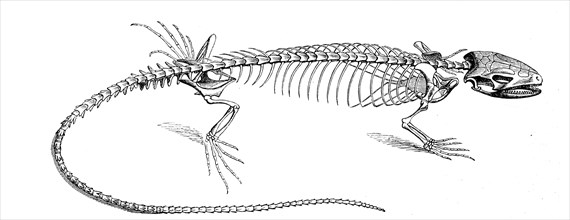 Skeleton of the lacertad