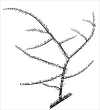 Antipathes arborea