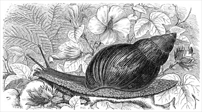 Moorish agate snail