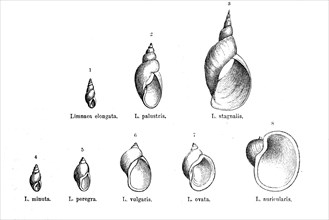 Various forms of the genus Limnaea