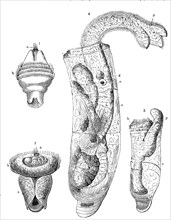 Larva of Dentalium in various stages of development