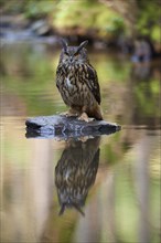 Eurasian eagle-owl