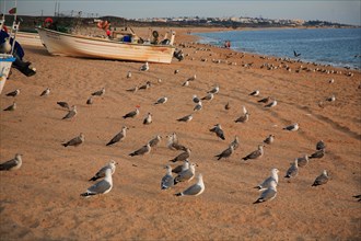 Many seagulls sit on the beach waiting for the fishing boats to return home