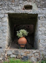 Ceramic amphora with a green plant stands in a niche of a historical wall