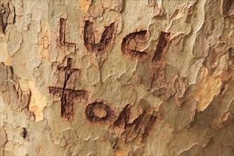 Names of a pair of lovers carved into tree bark