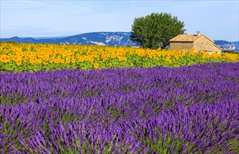 Lavender and sunflower field on the Palteau de Valensole