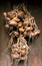 Freshly harvested onions from the garden hang in bundles to dry in the air