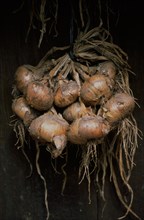 Freshly harvested onions from the garden hang in bundles to dry in the air