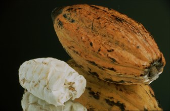 Exotic fruits: ripe cocoa fruit